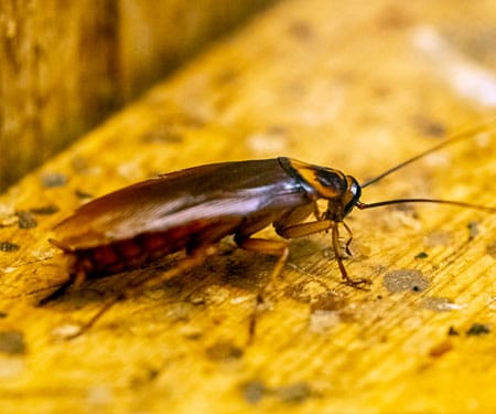 cucaracha-americana