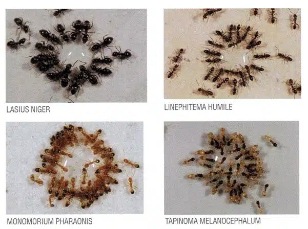 Especies de hormigas invasoras