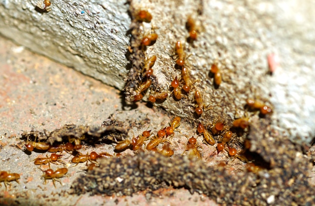 Exterminación segura y efevtiva de termitas